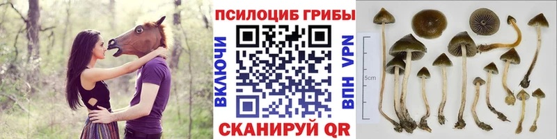 Галлюциногенные грибы Psilocybine cubensis  Безенчук 